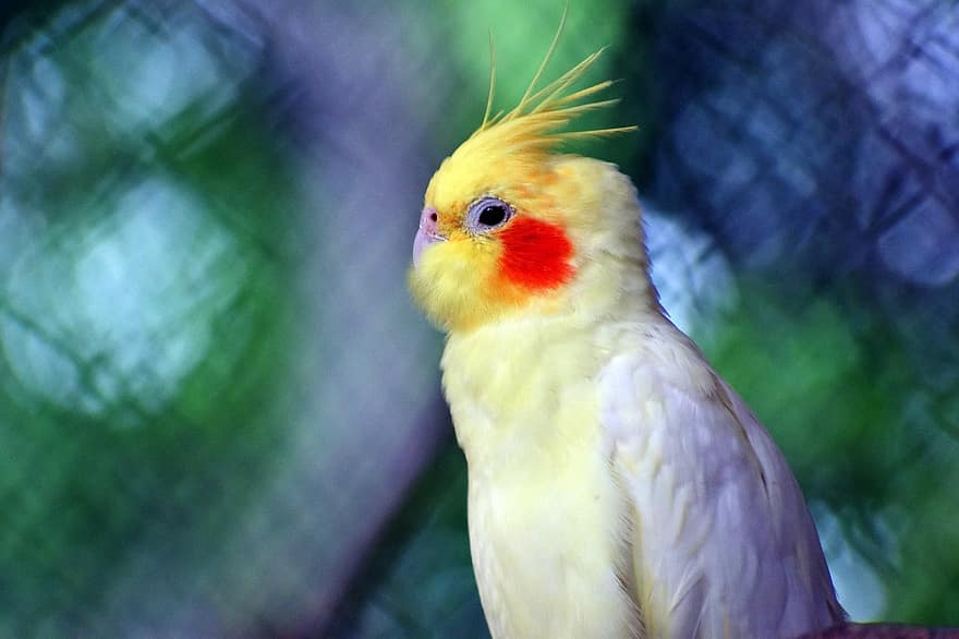 perroquet, oiseau, perché, animal, plumes, plumage, le bec, facture, observation des oiseaux, ornithologie, le monde animal