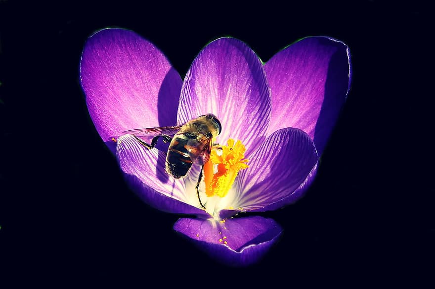 krokuss, bite, apputeksnēšana, zieds, pavasarī, dārzs, kukaiņi, tuvplāns, augu, viens zieds, ziedlapiņa