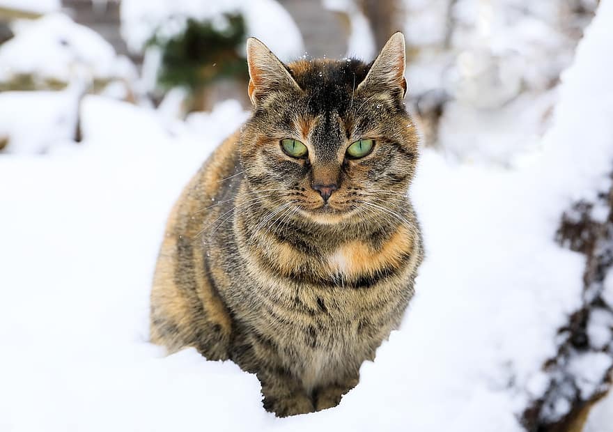 con mèo, vật nuôi, thú vật, Chân dung, mèo nhà, động vật có vú, tuyết