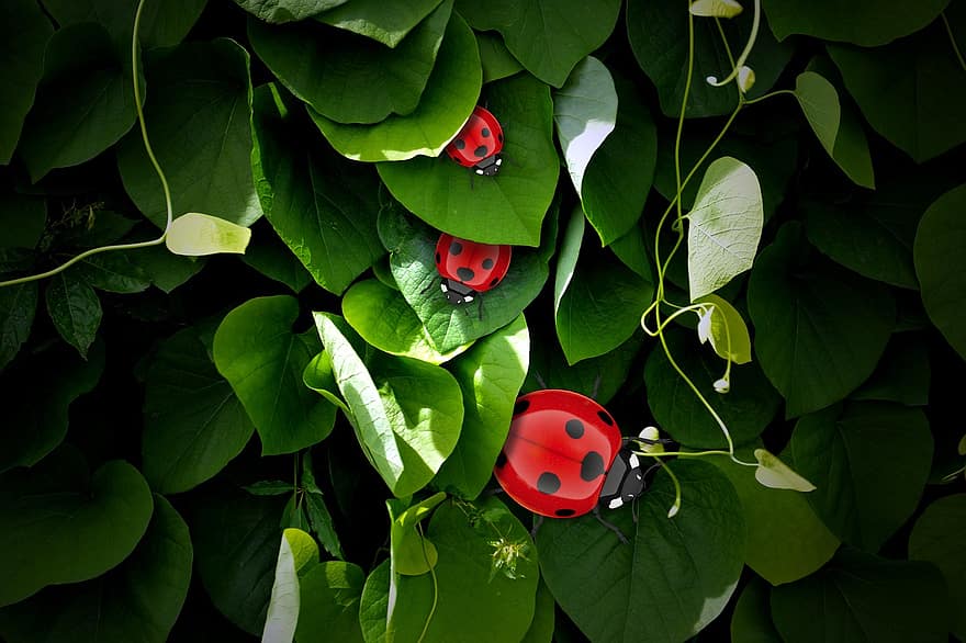 Lucky Ladybug, Grüne, Leaves, Luck, Ladybug, Beetle, Lucky Charm, Nature, Insect, 3d, Rendering