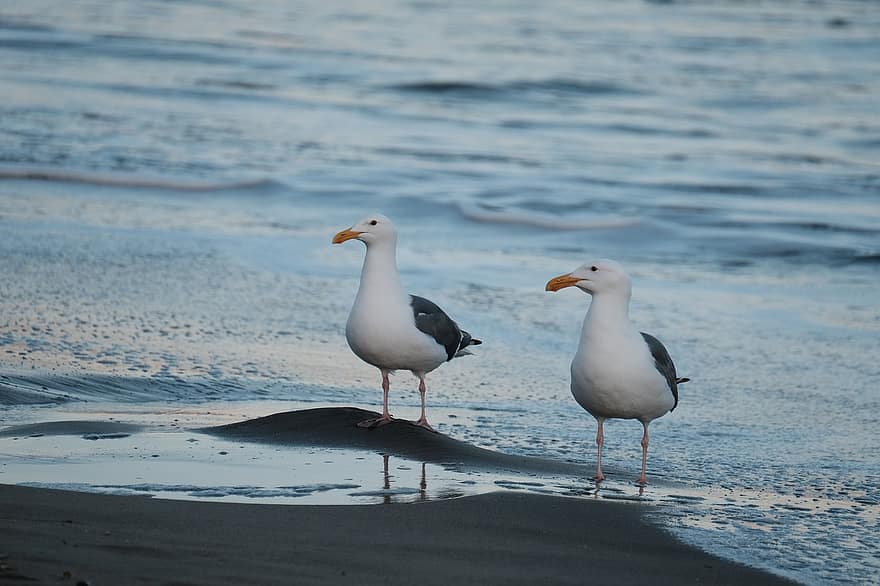 Seagulls, Birds, Perched, Gulls, Seamseabird, Beach, Animals, Feathers, Plumage, Beaks, Bills
