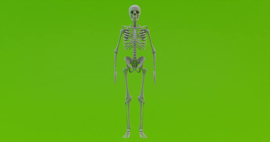 скелет, човешки скелет, човешка анатомия