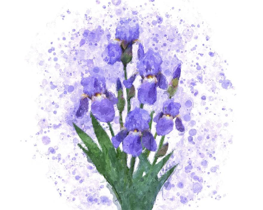 pittura ad acquerello, fiori, iris, viola, fiore, dipingere, sfondi, fiorire, astratto, blu, pianta