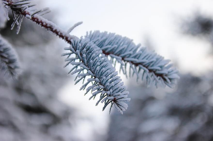 smrk, sníh, jehly, zimní, borovice, jehličí, evergreen, jehličnatý strom, borové větve, jinovatka, zasněžený