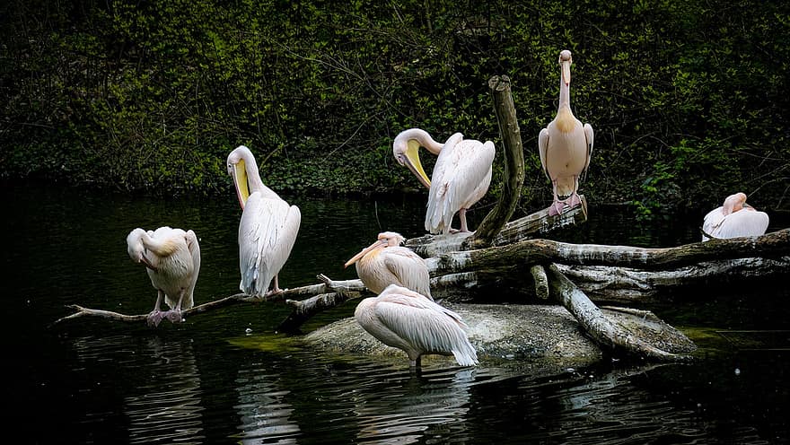 пеликани, птици, река, дивата природа, Зоопарк в Росток, пейзаж, вода, клюн, животни в дивата природа, перце, езерце