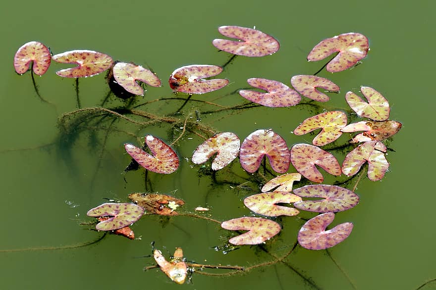 лотос, лотосово езеро, езерце, водни лилии, водна лилия, цветя, природа, растения, езерни растения, лист лотос, лято