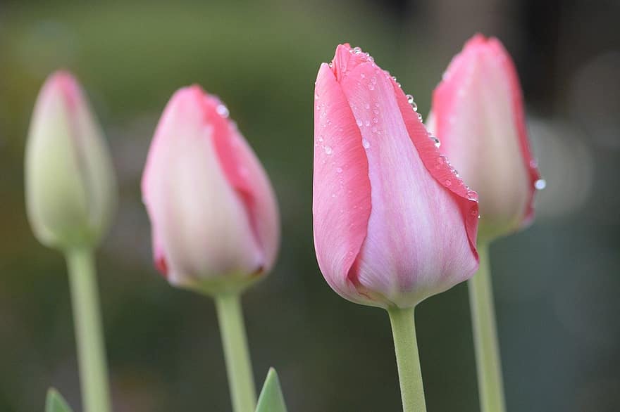 tulipany, kwiaty, różowe kwiaty, rosa, krople rosy, płatki, różowe płatki, wiosenne kwiaty, kwiat, kwitnąć, rośliny