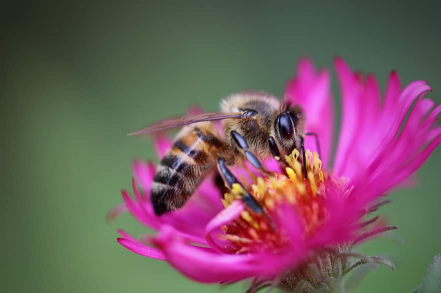 бджола, комаха, пилок, посипати, запилення, перетинчастокрилі, нектар, крилаті комахи, рожева квітка, рожеві пелюстки, флора