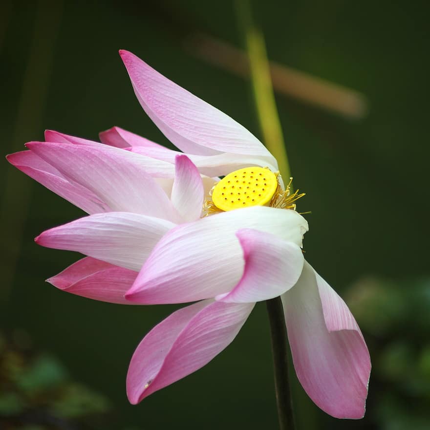 lotus, floare, petale, floră, botanică, zen, buddha, budism, religie, plantă, a închide