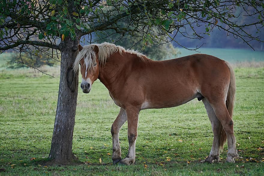 Horse, Haflinger, Avelignese, Equine, Mane, Brown Horse, Tree, Mammal, Animal, Pony, Pasture