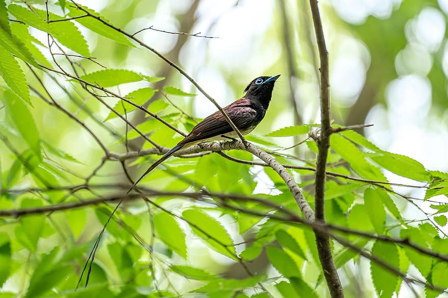 Japanese Paradise Flycatcher, Bird, Animal, Terpsiphone Atrocaudata, Wildlife, Plumage, Branch, Perched, Ornithology, Birdwatching, Nature