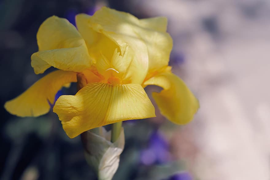 iris, espada lily, iris amarillo, flor, flor amarilla, flor de primavera, flora, planta, floración, jardín, naturaleza