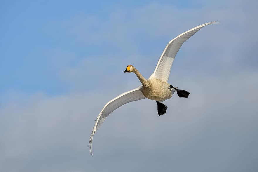 Swan, Bird, Flying Swan, Animal, Waterfowl, Sky, Flying, beak, feather, animals in the wild, blue