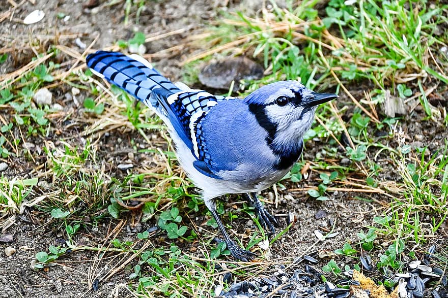 Blue Jay, pasăre, cocoțat, animal, pene, penaj, cioc, factură, supravegherea păsărilor, ornitologie, lumea animalelor