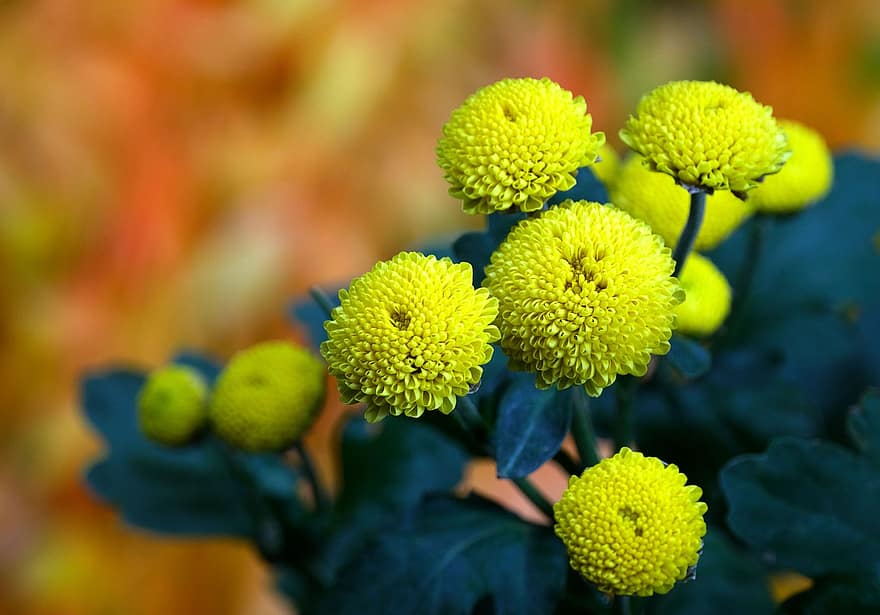 χρυσάνθεμο, λουλούδι, χλωρίδα, γκρο πλαν, φυτό, καλοκαίρι, φύλλο, πράσινο χρώμα, κίτρινος, φρεσκάδα, πέταλο