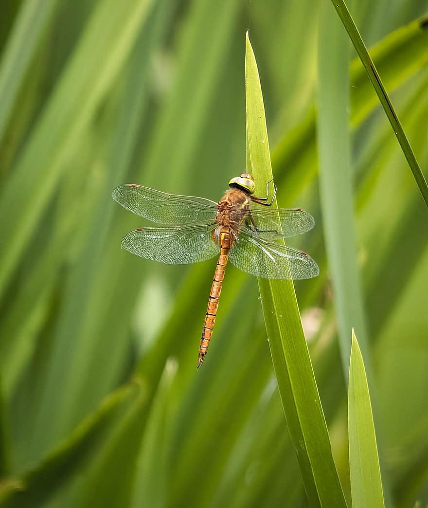 Dragonfly, Insect, Grass, Norfolk-hawker, Hawker Dragonfly, Wings, Plant, Nature