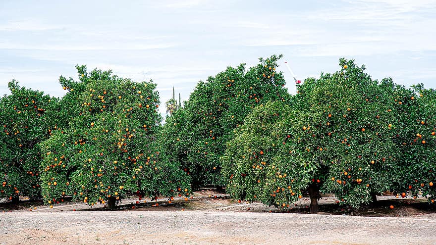 naranja, arboles, cosecha, California, Granja de cítricos, agrios, natural, verano, agricultura, campo, rural