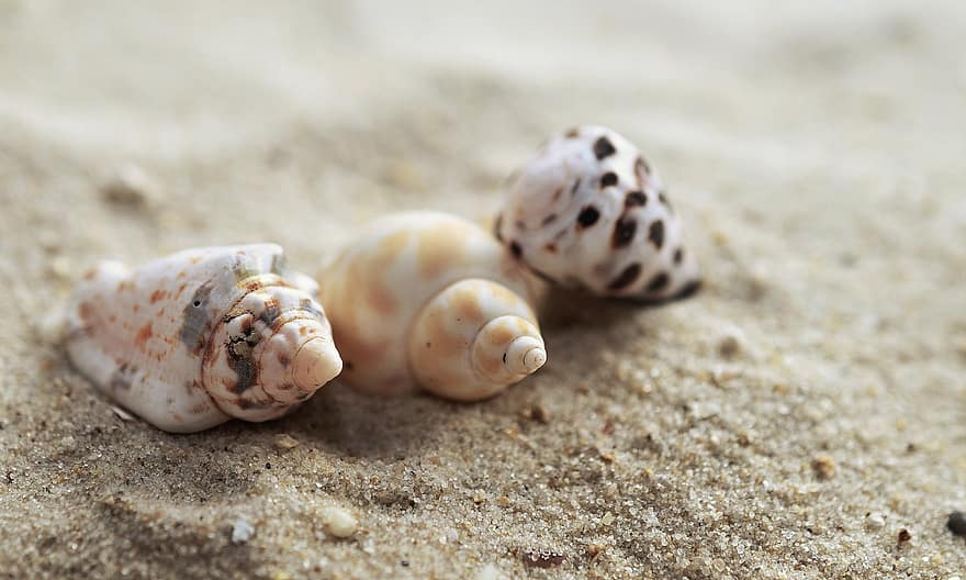 shell, písek, pláž, námořní, pobřeží, mušle