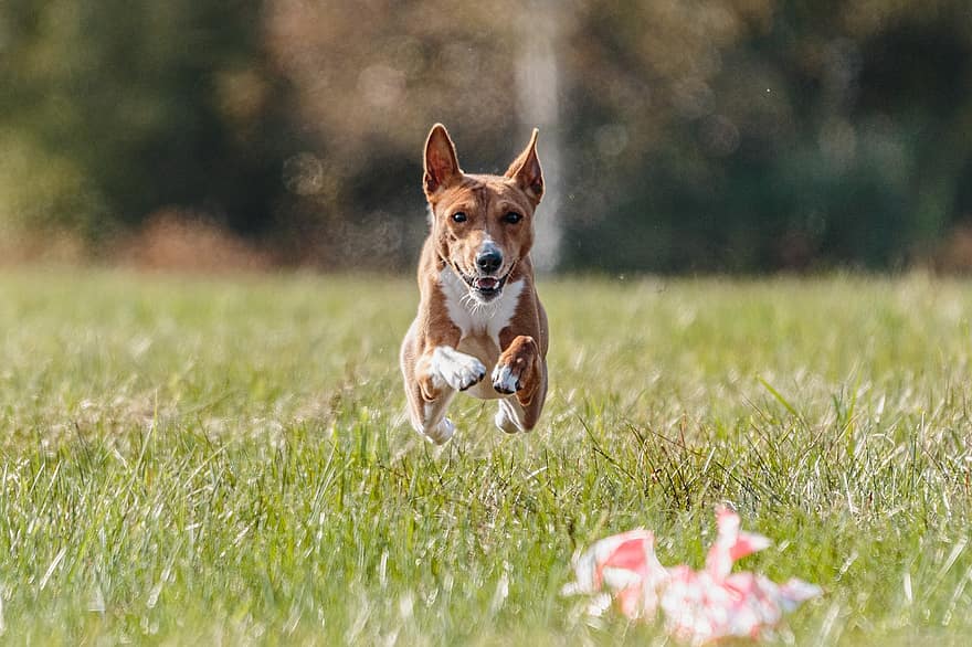 Dog, Running, Park, Hound, Animal, Pet, Mammal, Domestic Dog, Active, Breed, Competition