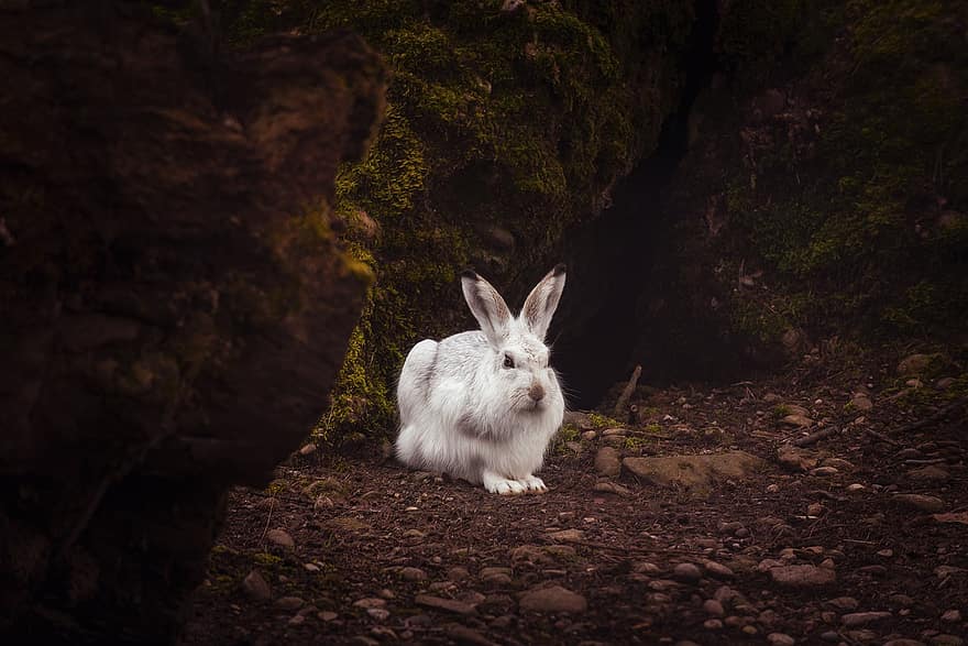 zajíc, králičí, Králíček, divoký, divoký králík, bílý králík, Příroda, mech, skalní stěna, bílé kožešiny, živočišného světa
