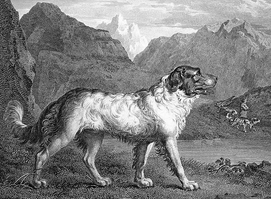 Newfoundland šuo, šuo, graviravimas, pūkuotas, didelis šuo, gyvūnas, žinduolių, šunims, naminis šuo, kilmės, pobūdį
