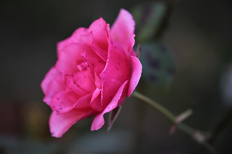 Rose, pinke Rose, Blume, pinke Blume, Blütenblätter, blühen, blühende Pflanze, Zierpflanze, Pflanze, Flora, Natur