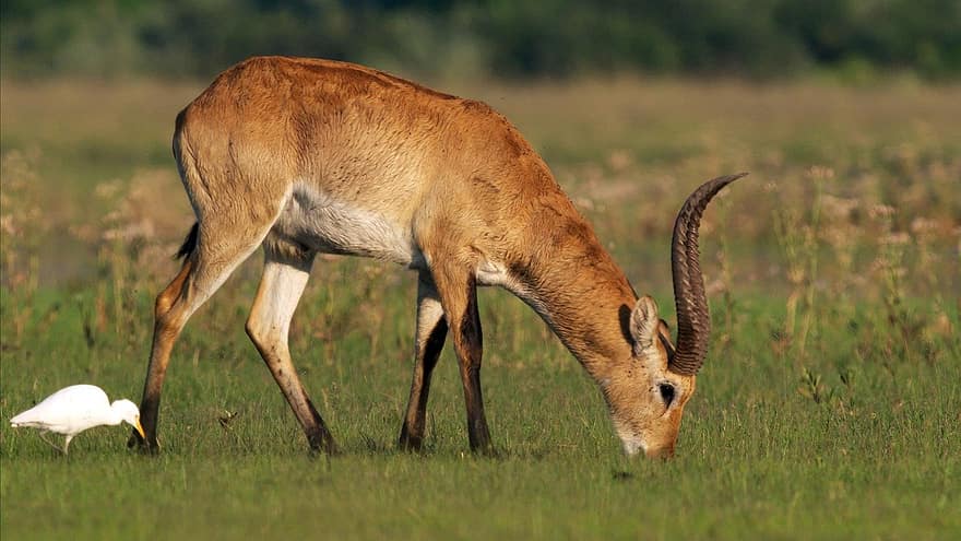 lechwe, antilope, animale, corna, natura, mammifero, fauna, natura selvaggia, okavango, Botswana, animali allo stato selvatico