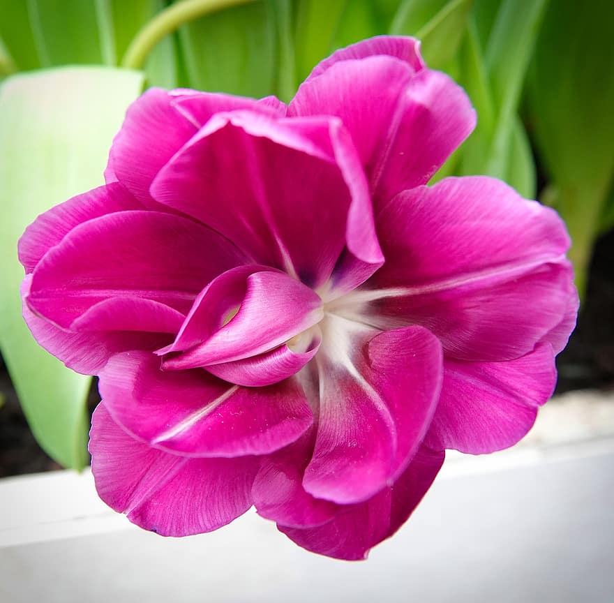 tulipano da giardino, fiore, pianta, tulipano rosa, petali, fioritura, fiorire, flora, natura, avvicinamento, petalo