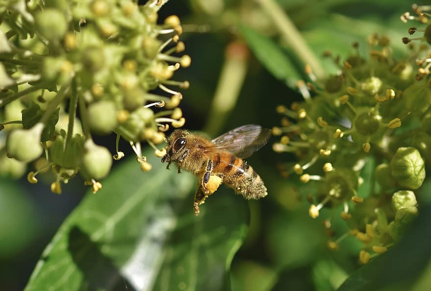 пчела, насекомо, летене, полет, медна пчела, животно, пъпки, цвете, градина, природа