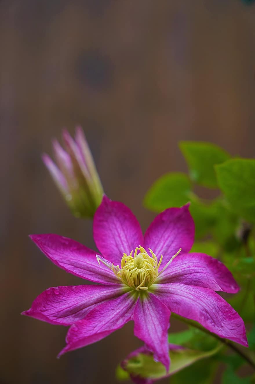 Flower, Botany, Clematis, Nature, Clematis Viticella, Bloom, Blossom, Growth, Macro, Plant, close-up