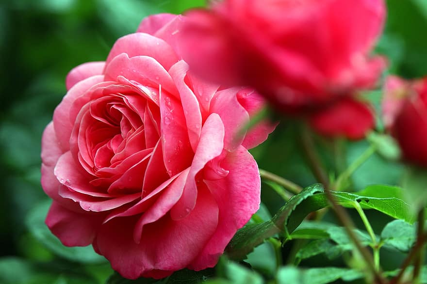 rožinis, pakilo, žiedas, žydi, romantiškas, sodas, grožis, rožė, rožių krūmas, pobūdį, žiedlapių