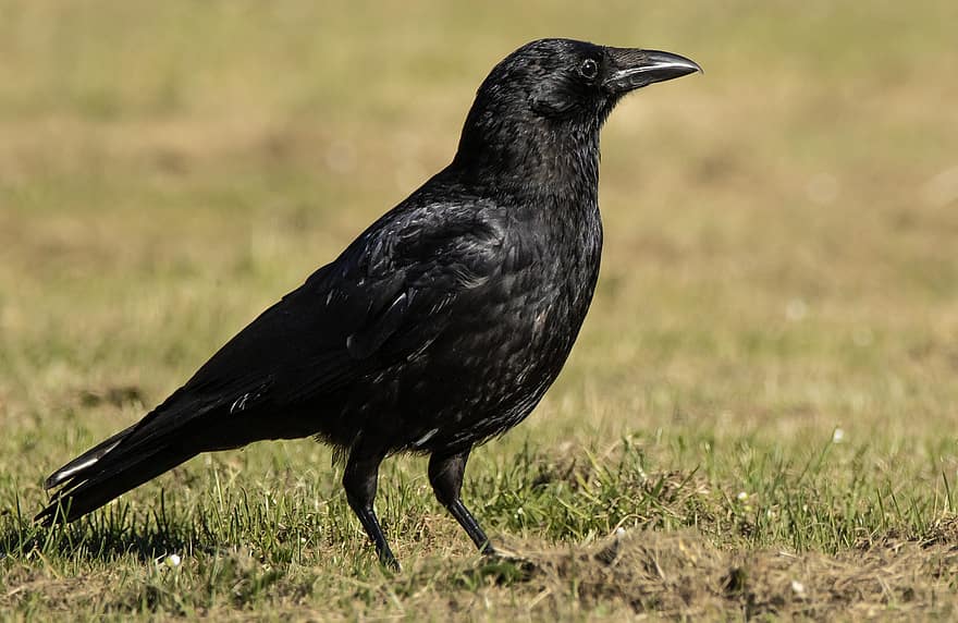 cuervo, prado, pájaro, naturaleza, negro, pájaro negro, plumas, plumaje, Cra, aviar, ornitología