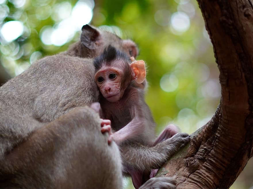 maymun, bebek maymun, anne, hayvanlar, primatlar, bebek hayvanı, yaban hayatı, başpiskopos, sevimli, küçük, vahşi hayvanlar