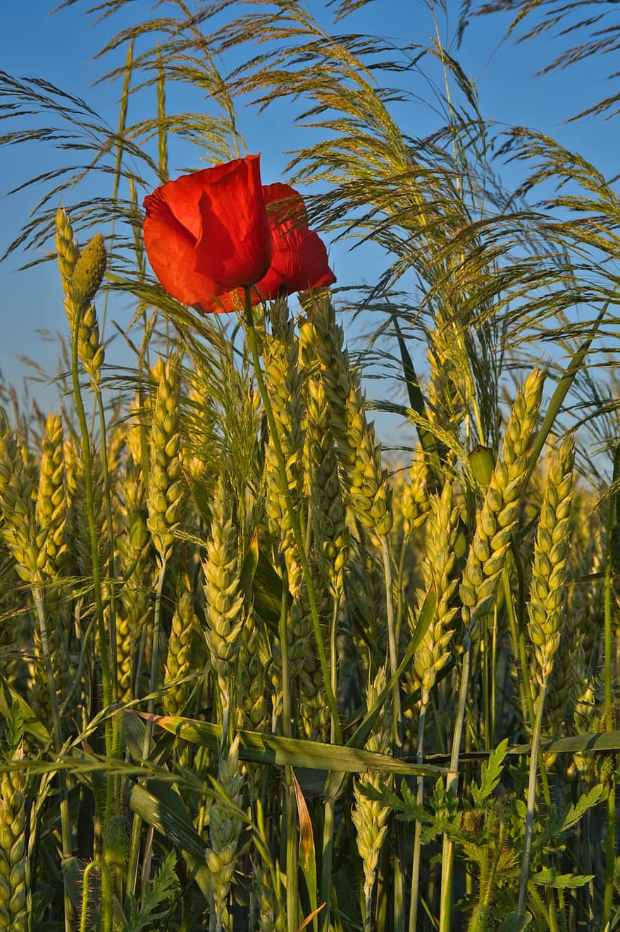 opium, ladang gandum, gandum, pemandangan, musim panas, bunga, klatschmohn, merah, alam, bunga poppy, mekar