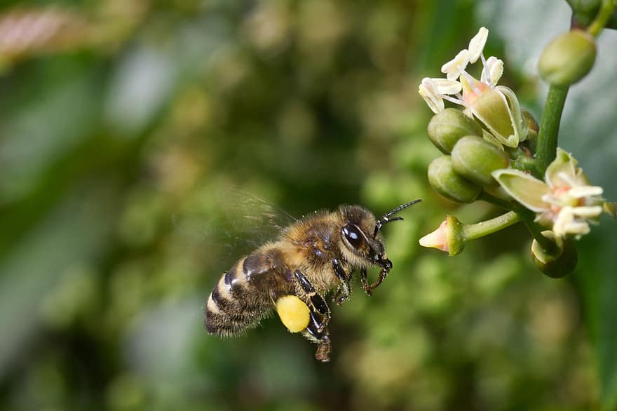bi, insekt, pollinera, pollinering, blomma, vingad insekt, vingar, natur, Hymenoptera, entomologi, makro