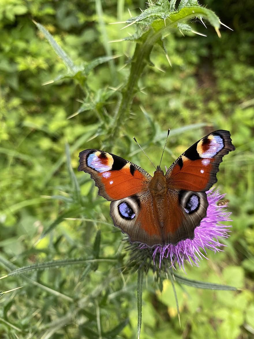 Peacock Butterfly, Butterfly, Thistle, Insect, Animal, Wings, Flower, Plant, Nature