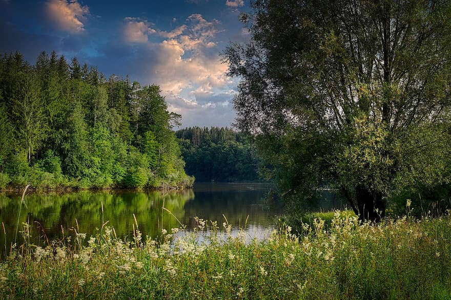 danau, padang rumput, padang rumput bunga, bunga liar, alam, pohon, hutan, bank, tepi danau, pemandangan, Windachsee