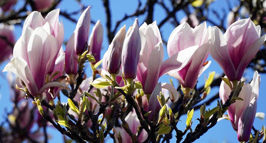 ziedi, magnolija, pavasarī, sezonas, ziedlapiņām, izaugsmi, zieds, zied, raksturs, augu, tuvplāns