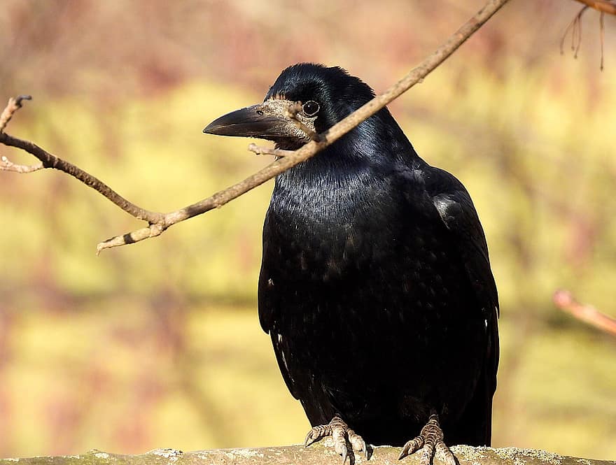 Havran Polni, corvus frugilegus, alas, pájaro negro