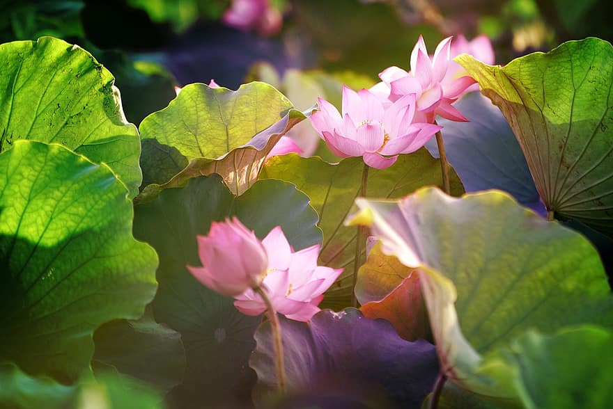 Lotus, Blumen, Natur, blühen, Grün, Sommer-