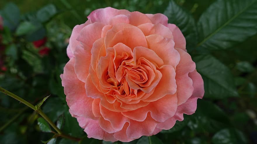 Rosa, flor, flor rosa, pétalos, pétalos de rosa, floración, jardín, flora, naturaleza, de cerca, pétalo