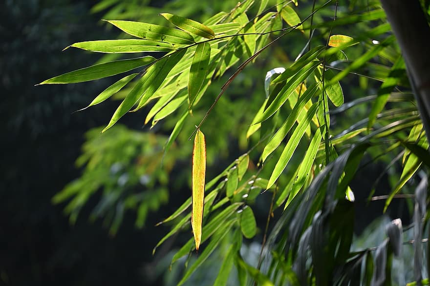бамбук, слънчева светлина, листо