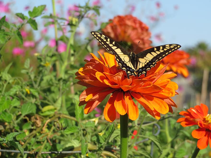 sommerfugl, oransje blomster, pollinering, natur, blomster, hage, entomologi