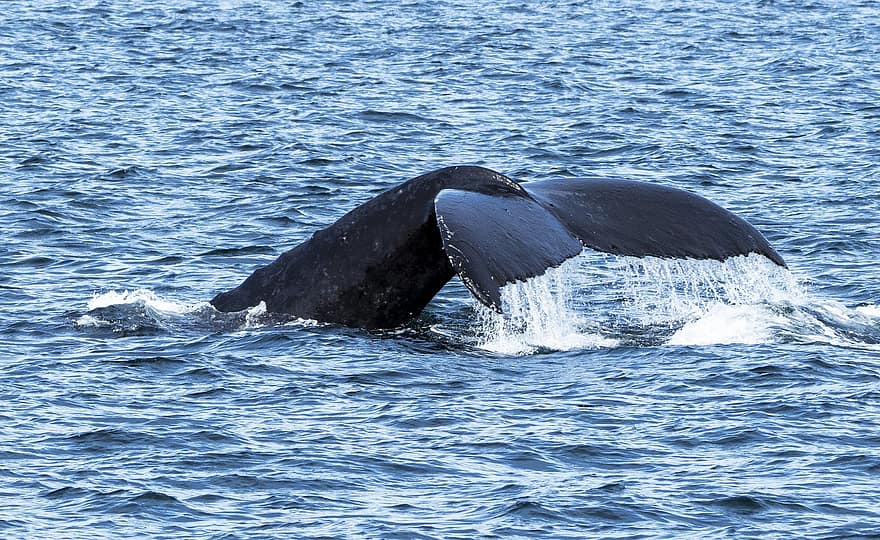 baleia, mar, baleia jubarte, oceano, mamífero, natureza, Vancouver, ilha de vancouver, azul, animais em estado selvagem, agua