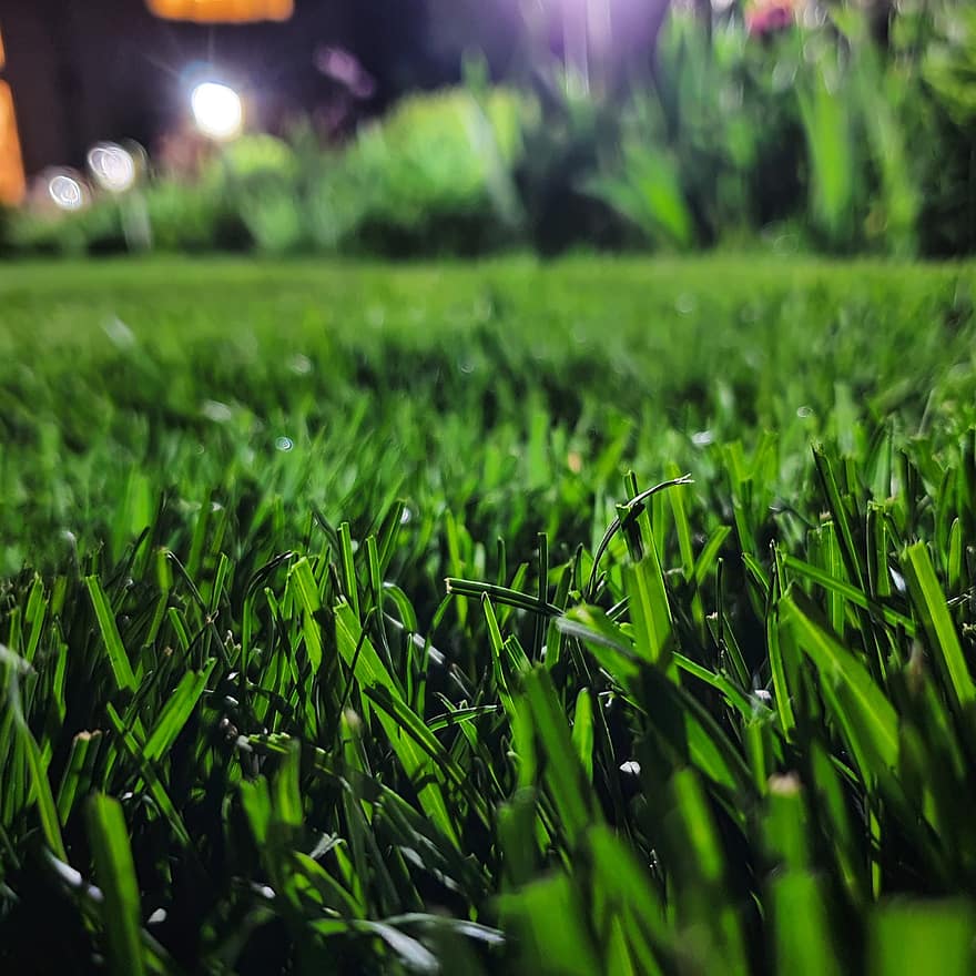 Grass, Lawn, Park, Meadow, Field, Leaves, Blades Of Grass, Greenery, Nature