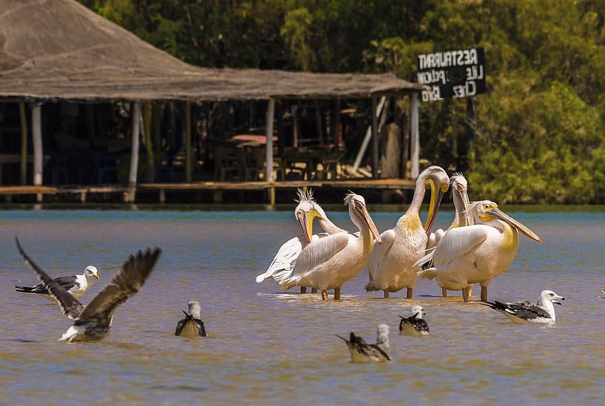 pelikan, fugl, fjerdragt, ornitologi, dyr, hav, ocean, næb, vand, dyr i naturen, fjer