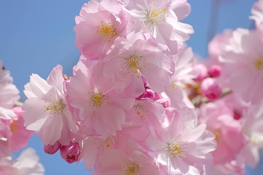 kirsebærblomster, kirsebærtre, kirsebær, natur, blomstrer, flora, blomst, nærbilde, anlegg, rosa farge, våren