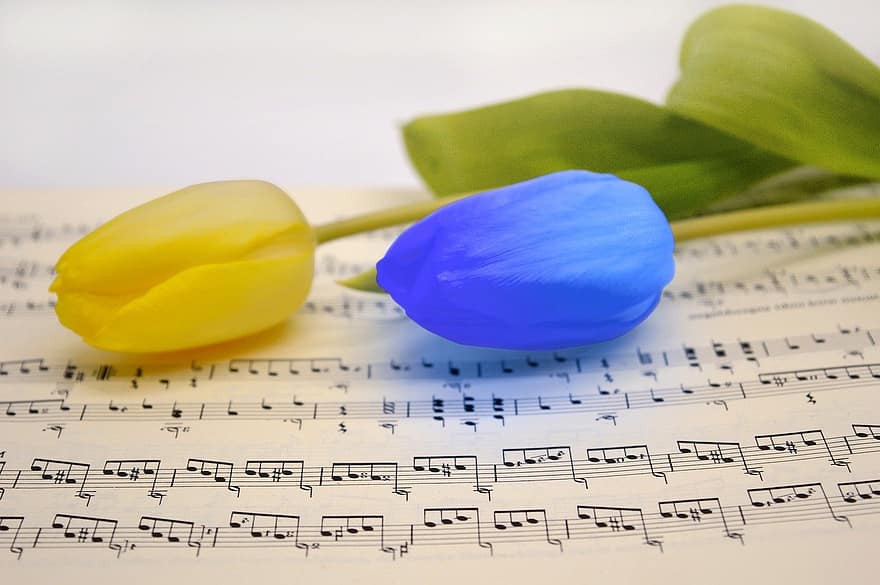 partitures, música, tulipes, flor, cançó, Colors nacionals d'Ucraïna, concert, Cançons de pau, solidaritat, compassió, Ajuda d'emergència