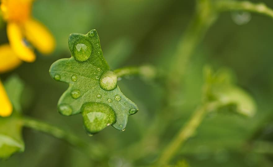 botanik, makro, natur, vatten, regn, stänk, droppar, närbild, blad, grön färg, växt