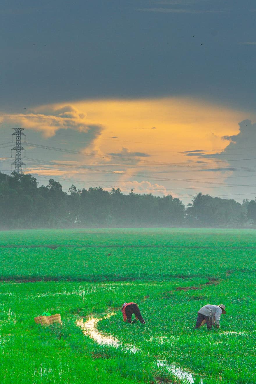 Rice, Country, Vietnam, Green, Clouds
